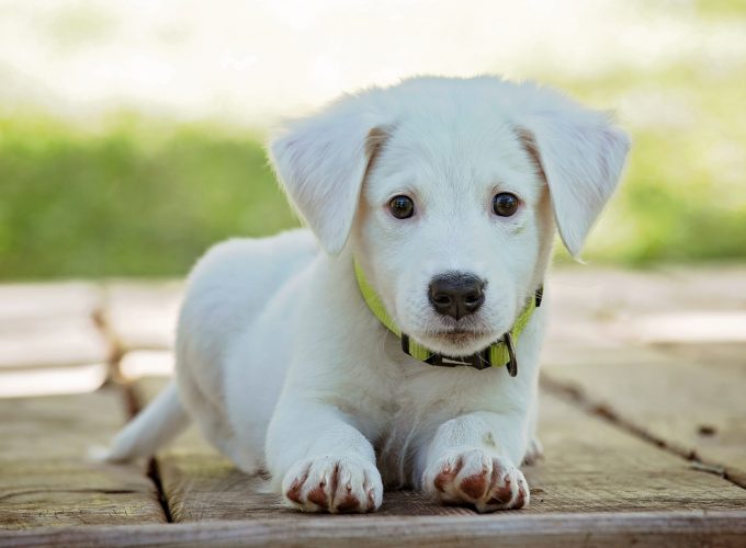 Stock Images puppy, cute animals, 5k, Stock Images 211004803